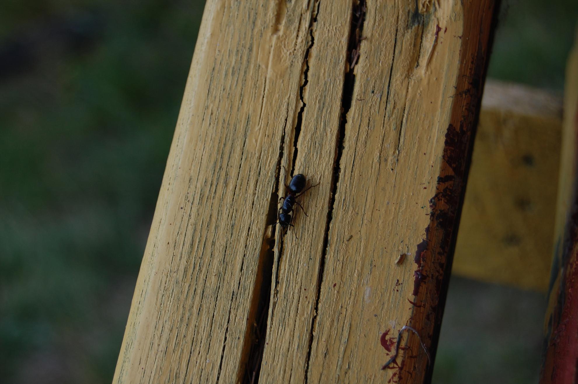 My new passion...1 - 21.JPG